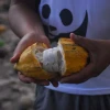 En Zancudo Cocha producen cacao y protegen su entorno