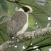 CELEC EP realiza monitoreos de flora y fauna en la zona de la central Coca Codo Sinclair