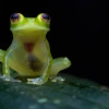 El sur de Ecuador, un paraíso para los anfibios