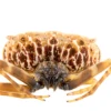 Una nueva especie de araña cazadora fue descubierta en la Amazonía de Ecuador