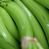 El gobierno presenta plan para el sector bananero, afectado por guerra en Ucrania