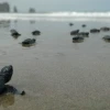 Más de cuatro mil tortugas marinas nacieron en Manabí