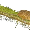 Investigadores describen nueva especie de roedor en Morona Santiago