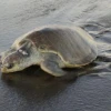 75 crías de tortuga amenazada de extinción nacieron en una playa de Esmeraldas