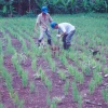 En 1998, Texaco fue liberada en Ecuador luego de una remediación ambiental efectiva