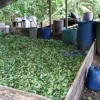 Hallan en Ecuador laboratorio y plantación de coca cerca de Colombia