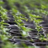 Ecuador tiene 2.300 hectáreas de cultivo legal de cáñamo y cannabis