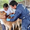 Ecuador inició vacunación contra la fiebre aftosa 