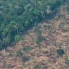 La Amazonía perdió un área equivalente a Chile en 36 años