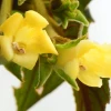 Nueva especie de planta fue descrita en Pichincha