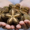 Sacha Inchi es un tesoro nutricional