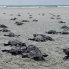Nacen 78 tortugas golfinas en una playa del norte de Ecuador