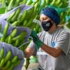 Las exportaciones de banano ecuatoriano siguen expandiéndose