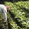 Aranceles de Trump amenazan al café latinoamericano