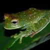 Estudio científico registra alta diversidad de anfibios y reptiles en la Amazonía ecuatoriana