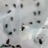 Diminuta mosca amenaza a 21 especies de aves en Galápagos