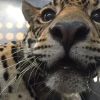 Un libro recoge historias de la fauna silvestre rescatada