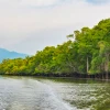 Ecuador llega a las 100.000 hectáreas de manglar bajo conservación comunitaria