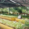 Orellana: Kichwas, waoranis y shuar laboran en el vivero Kiwashu