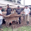 Matan a un jaguar en Orellana; Ministerio del Ambiente del Ecuador presentará denuncia