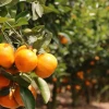 Ecuador exporta mandarina Tango por primera vez a EE.UU. 