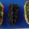 Hace 10.000 años, el hombre ya sufría de caries y enfermedades de las encías