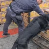 2.734 kilos de cocaína procedentes de Ecuador fueron incautados en Italia 