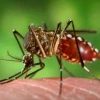 En Ecuador hay 108 mujeres embarazadas infectadas con zika