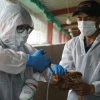 La vacunación contra la influenza aviar inició con 4 millones de dosis