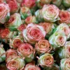 Ecuador envió un millón de rosas a China en solo 3 días