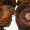 Ishpingo, una planta desconocida fuera de su hábitat nativo