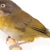 Una nueva subespecie de pinzón fue descubierta en los bosques nublados de El Oro y Loja