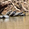 66 tortugas charapas fueron liberadas en el Parque Nacional Yasuní