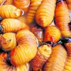 Chontacuro, el gusano con sabor exquisito que se come en Ecuador