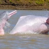 Contaminación por mercurio amenaza a delfines de los ríos Amazonas y Orinoco