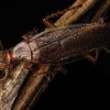 Cucaracha que se alimenta de lágrimas de lagartija fue descubierta en Pastaza