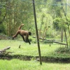 Aves sin alas o monos sin brazos encuentran refugio en bioparque Yanacocha en Ecuador
