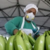La exportación de banano de Ecuador cae 6,57 % en 2022 con 354 millones de cajas
