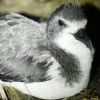 Hallan 328 nidos de petrel de Galápagos en la isla Floreana