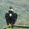 La caza de animales silvestres, tema pendiente en el Ecuador