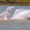 El delfín rosado, un símbolo de la Amazonía, está en peligro de extinción