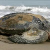 Supervisan eclosión de 9 tortugas marinas laúd, especie en "lista roja"