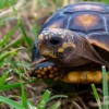 2 ciudadanos fueron sentenciados a 4 años de prisión por atentar contra la vida silvestre