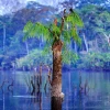 El calentamiento global amenaza la simbiosis de la selva amazónica

