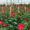 Más de 600 productos ecuatorianos ingresarán a Canadá con arancel cero