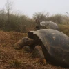 Galápagos, semillero de tortugas