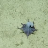 Según los científicos, el pequeño pulpo llamó la atención de inmediato por su tamaño y su intensa coloración azul