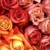 La exportación de flores cayó 8 % 
