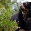 El MAE investiga la muerte de un oso de anteojos en Morona Santiago