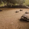 Tortugas gigantes criadas en cautiverio retornan a su hábitat en Galápagos